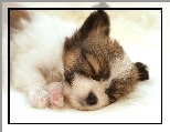 Szczeniak, S�odki, Pyszczek